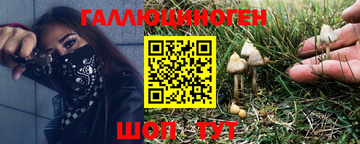 Черняховск  Псилоцибиновые грибы Cubensis  Вход с VPN 